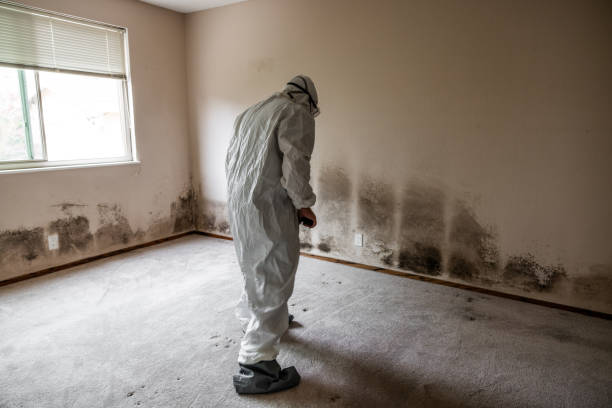 Environmental Consulting for Mold Prevention in Aberdeen, ID